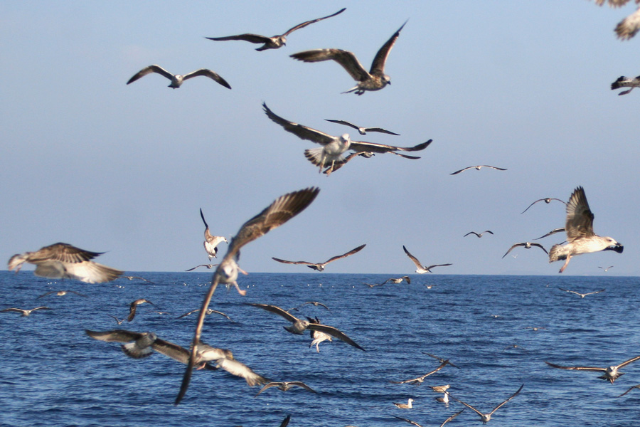 sea gulls croatia