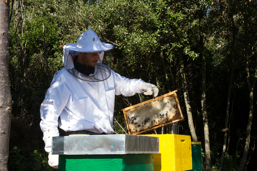 beekeeping_on_island_molat