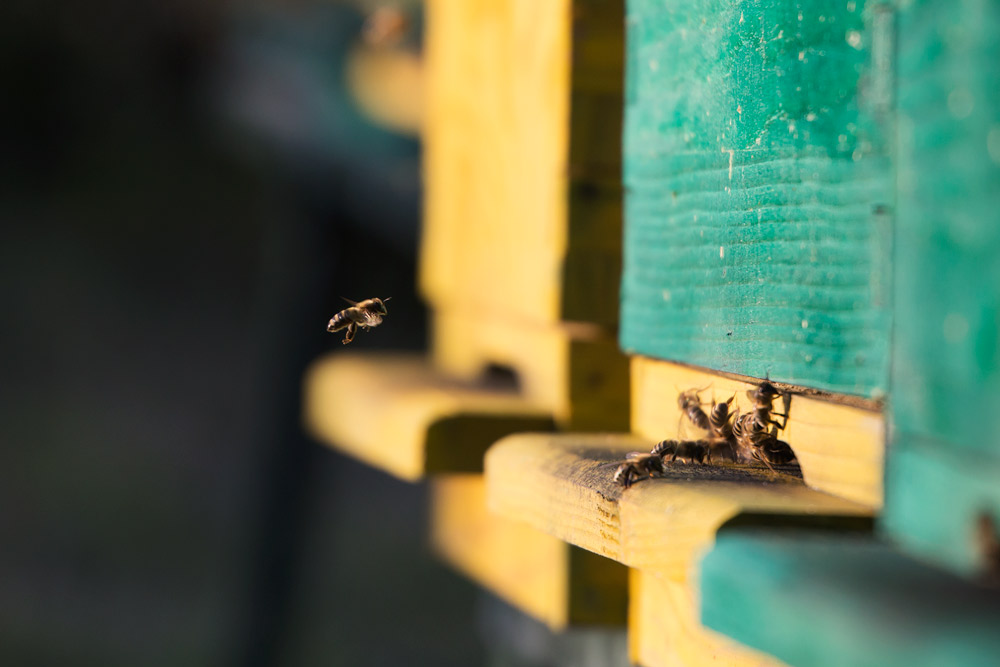 beekeeping croatia
