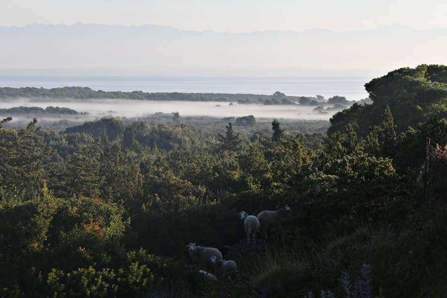 fields_on_island_molat