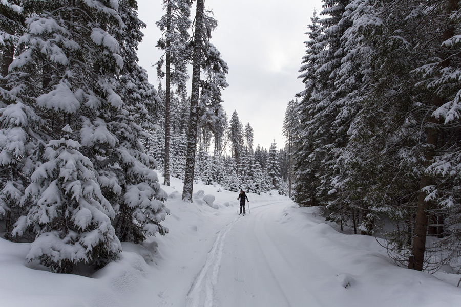 powder snow forest