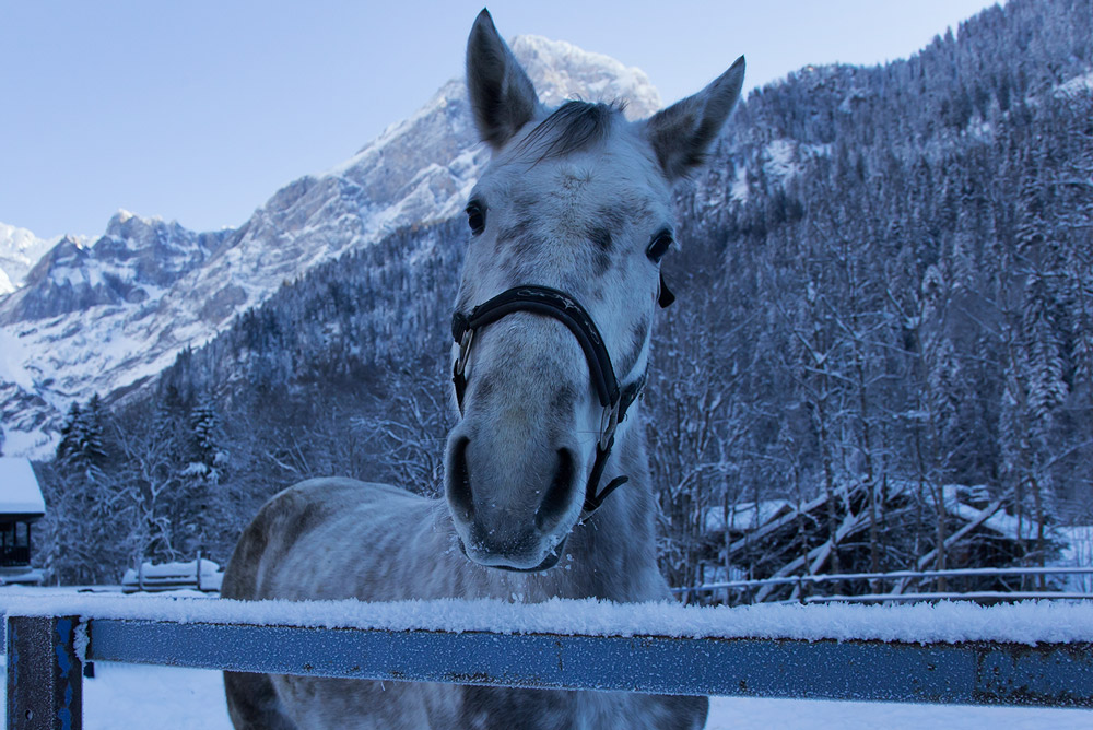 horse on ski touring adventure trip