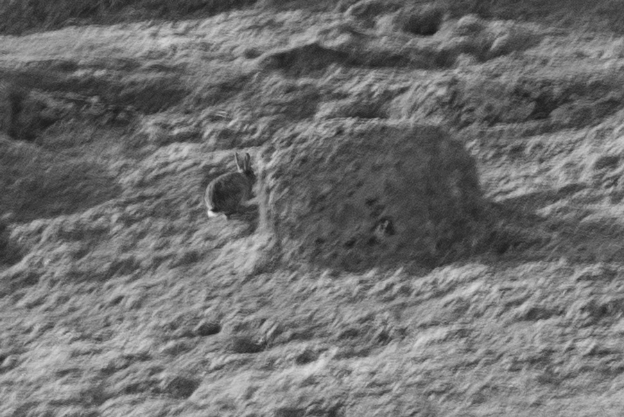 inishtrahull_rabbit