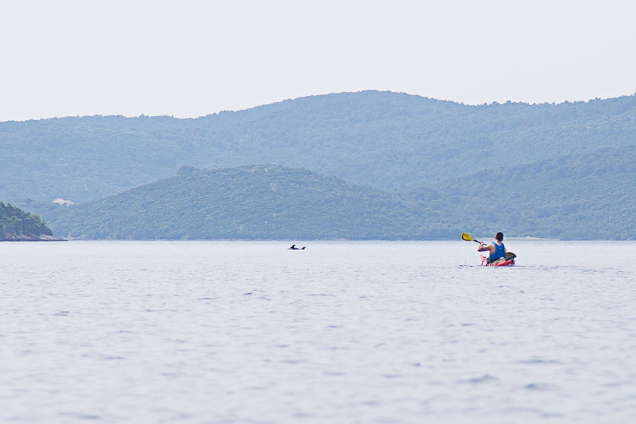 kayak with dolphins in croatia