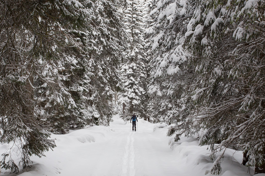 skitouring_forest