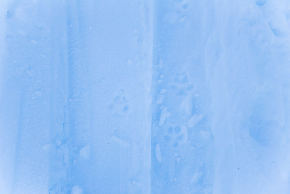 rabbit tracks on ski touring adventure holiday