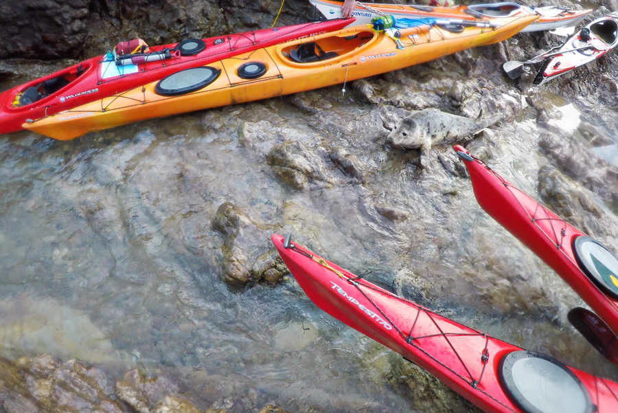 seal kayak