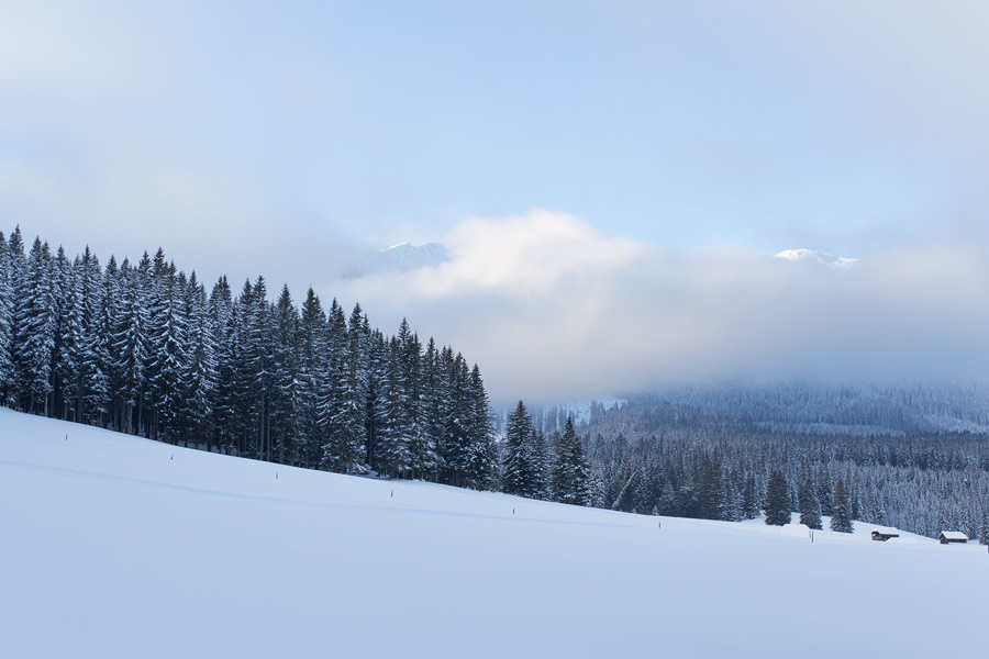 slovenian_forest