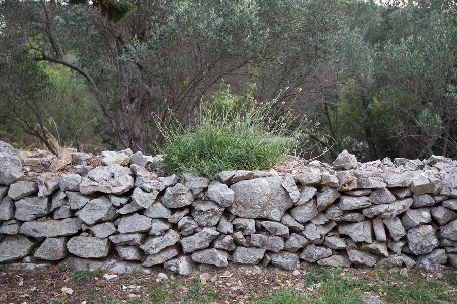 wild_rocket_island_molat
